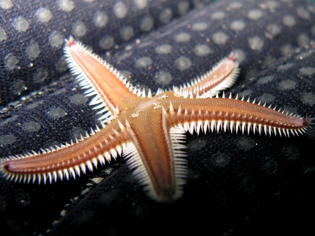 Astropecten bispinosus (Otto, 1823)